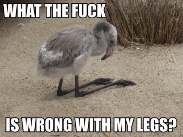 Funny Picdump