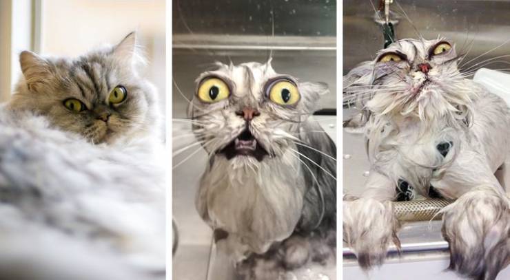 Oh, Yeah, Animals “Love” Water…