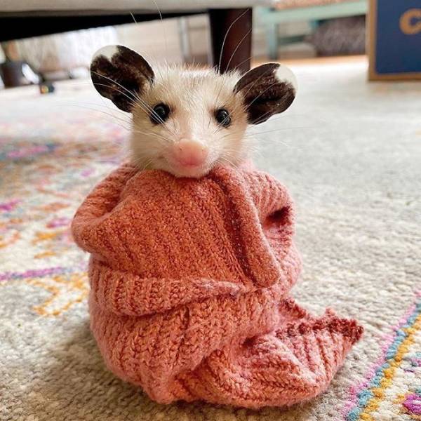 Rescued Opossums Are Some Of The Sweetest Animals Out There!