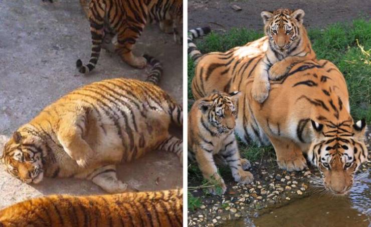 How Long Pregnancy Is For Different Animals