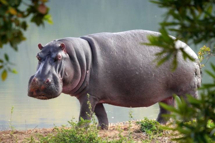 These Animals Have Seen The Earth Before There Were Any Humans Around