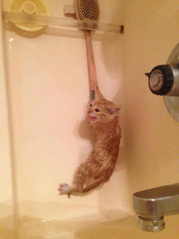 Daily Picdump [WEEKEND EDITION]