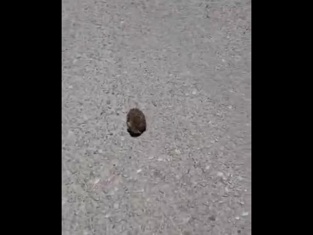 Poor Little Thing…
