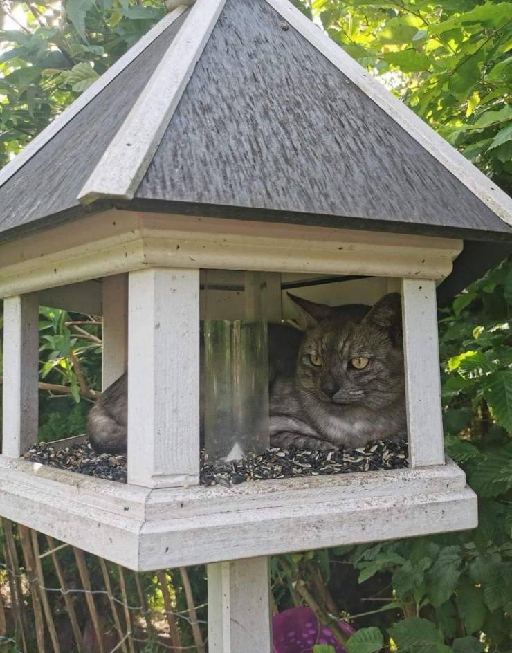 Daily Picdump