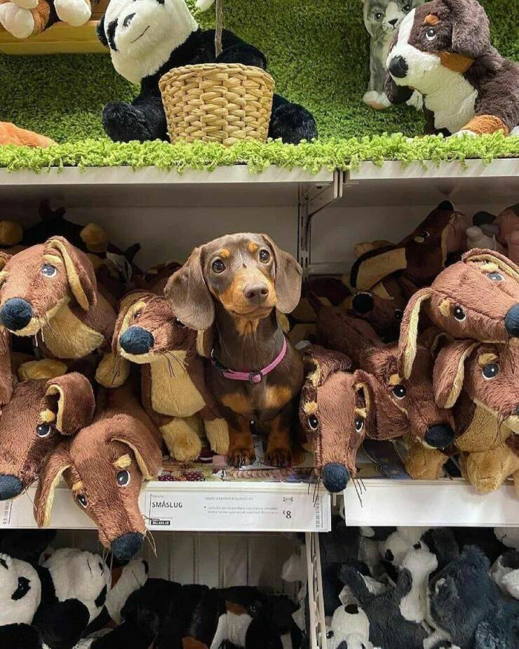 Daily Picdump [WEEKEND EDITION]