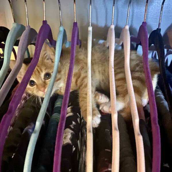 Cats Always Fall For These Traps…