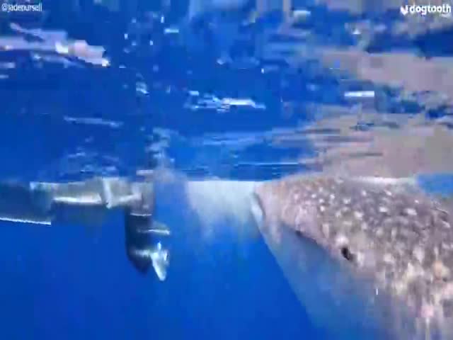 Good Boy And The Whale Shark