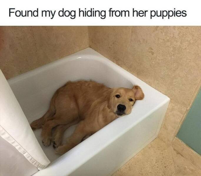 Funny Picdump