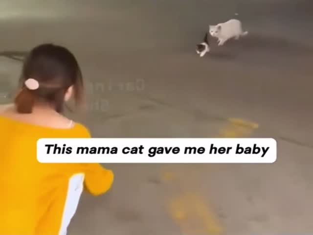 Mama Cat Understood That Her Kitten Would Have A Better Life With A Loving Human