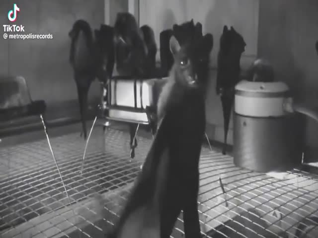 Someone Filmed Some Bats Upside Down And It Looks Like A Goth Night Club