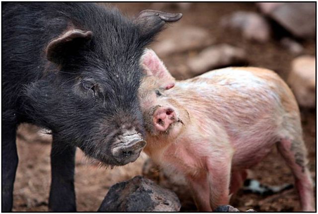 These funny animals (43 pics)