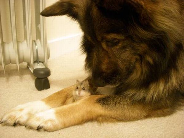 These funny animals (43 pics)