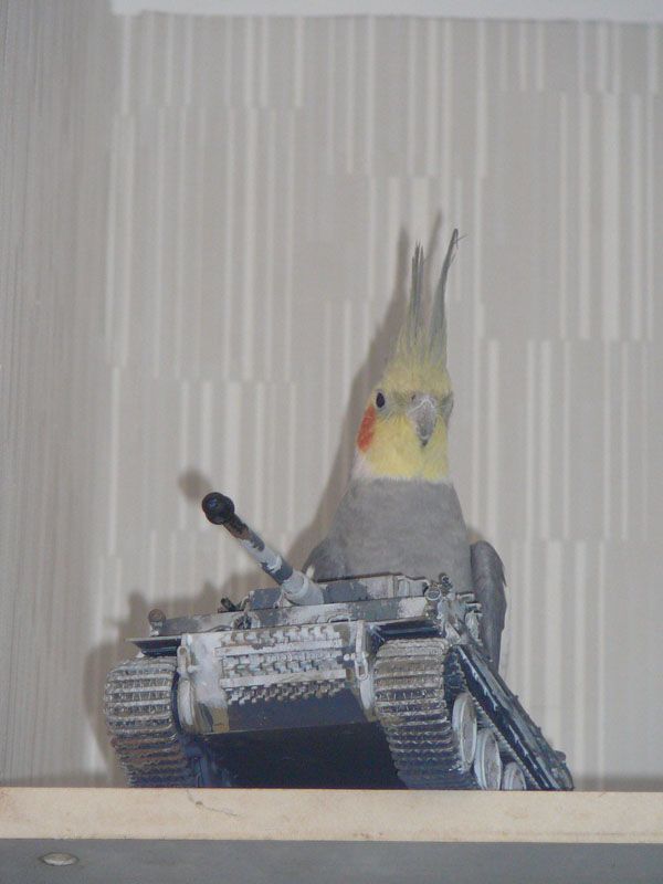 These funny animals (43 pics)