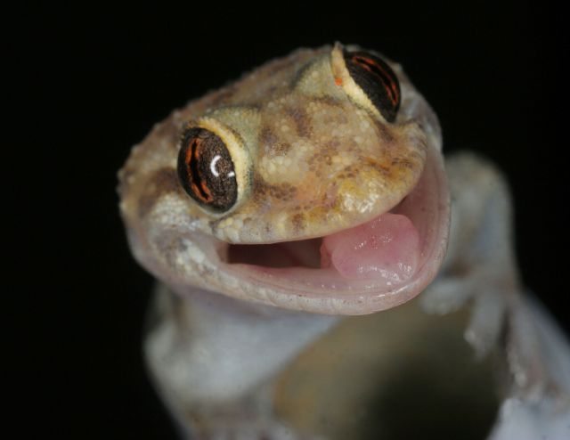 These funny animals (43 pics)
