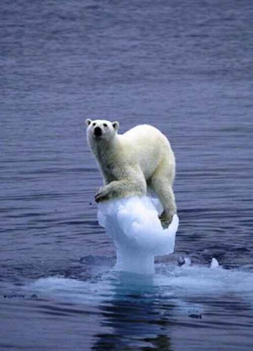 These funny animals (43 pics)