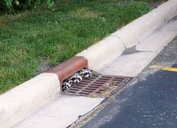 These funny animals (43 pics)