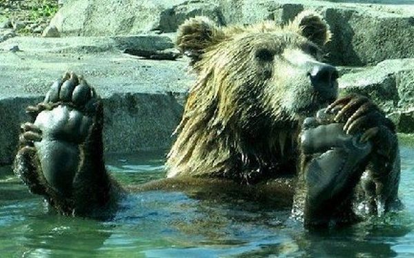 These funny animals (43 pics)