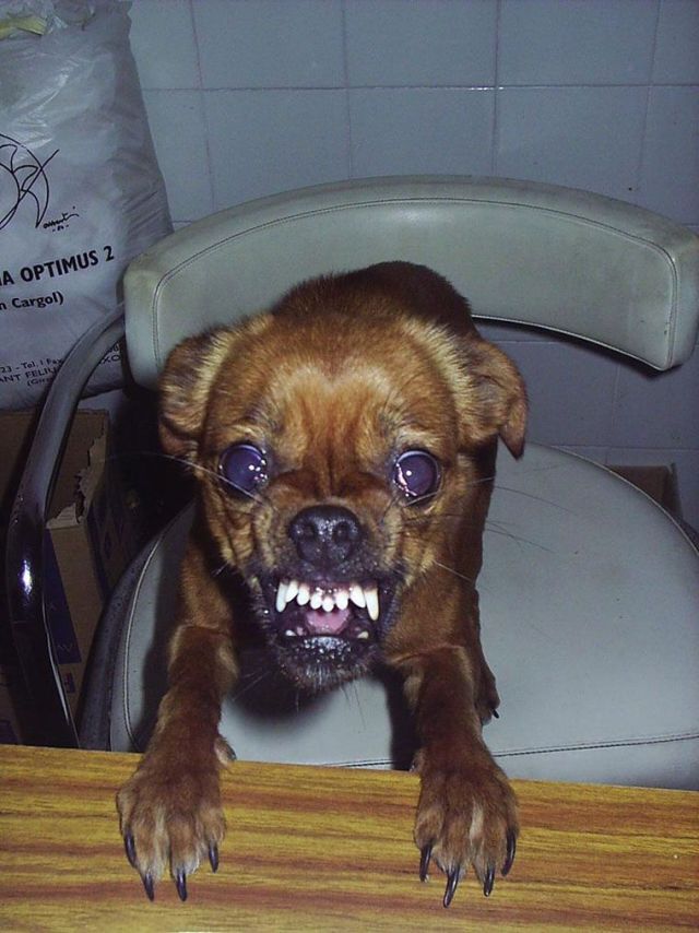 These funny animals (43 pics)