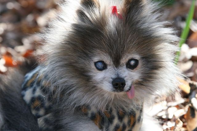 These funny animals (43 pics)