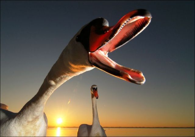 These funny animals (43 pics)