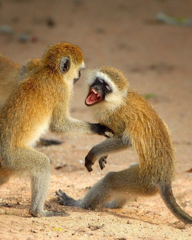 These funny animals (43 pics)