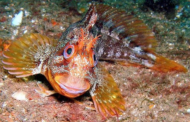 Amazing pictures of the marine life taken beneath the North Sea (15 pics) Amazing pictures of the marine life taken beneath the North Sea (15 pics)