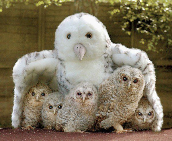 These funny animals (40 pics)