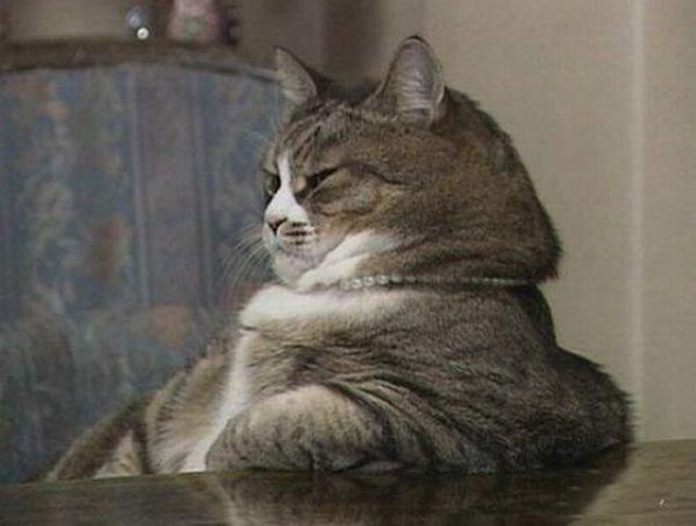 These funny animals (32 pics)