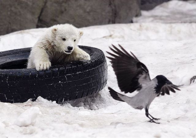 These funny animals (32 pics)