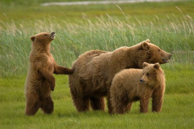 The Strongest Creatures on the Planet (10 pics + text)