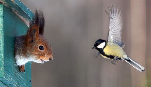 These funny animals (37 pics)