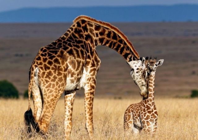 These funny animals (47 pics)