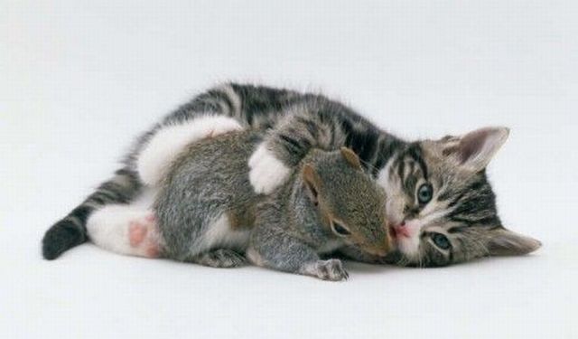 These funny animals (47 pics)