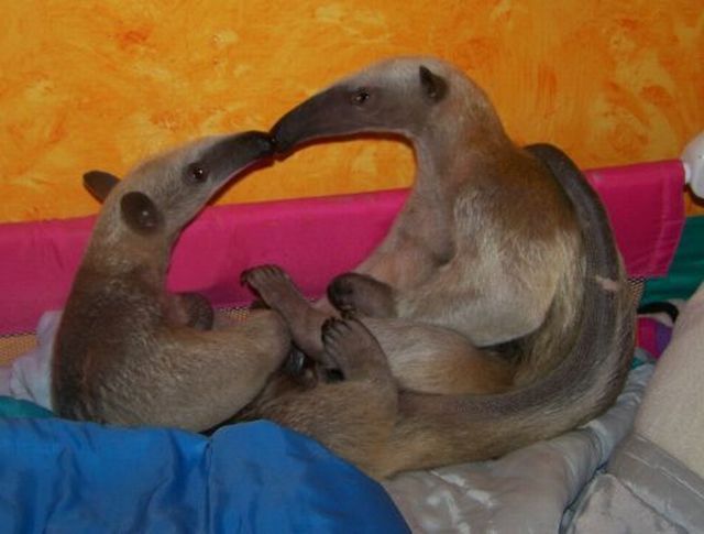 These funny animals (47 pics)