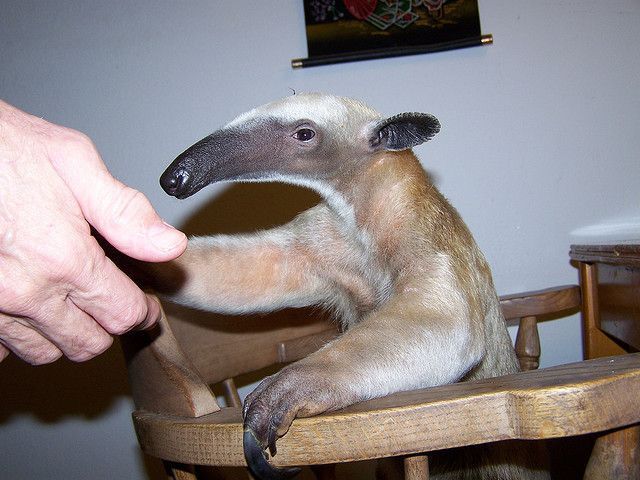 These funny animals (47 pics)