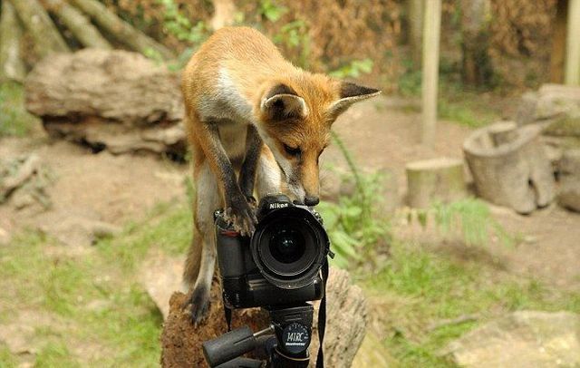 These funny animals (47 pics)