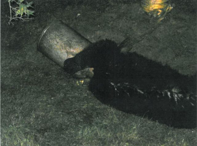 Great Bear Rescue (10 pics)