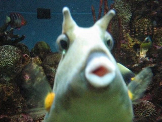 These funny animals