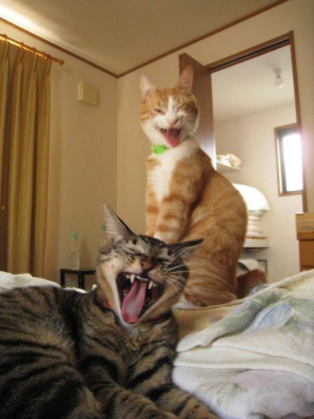 These funny animals