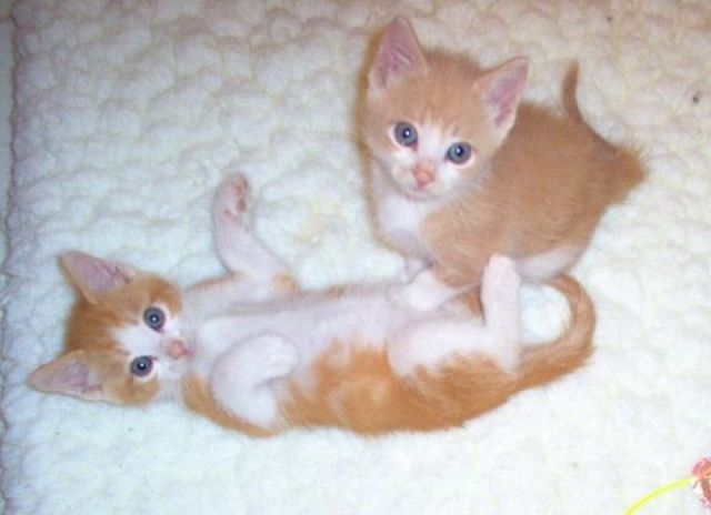 These funny animals
