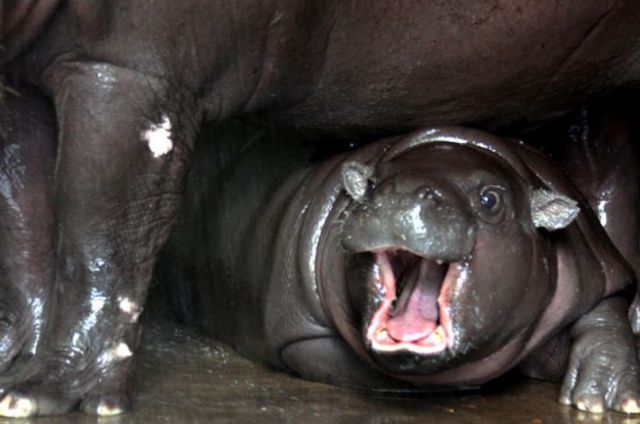 These funny animals