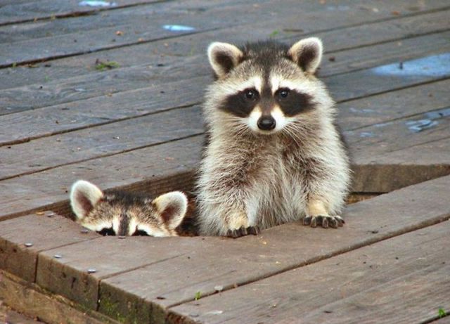 These funny animals