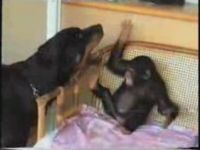 Rottweiler Plays with Baby Chimp