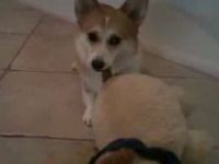 Corgi Has Its Own Way of Playing Fetch
