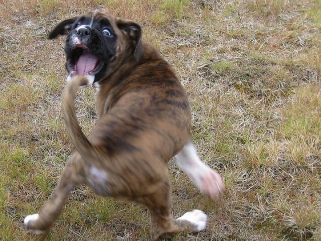 These Funny Animals