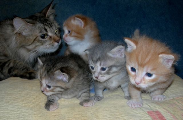 These Funny Animals