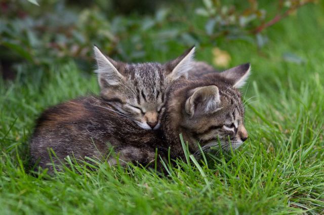 These Funny Animals
