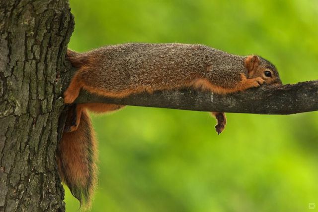 These Funny Animals