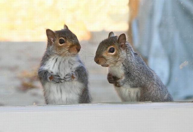These Funny Animals