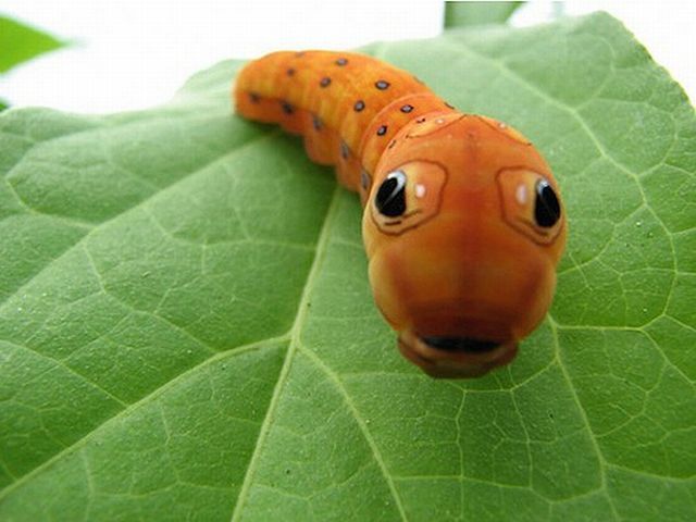 These Funny Animals